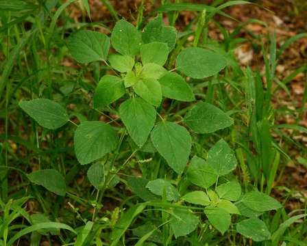 Image of copperleaf