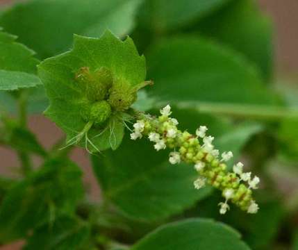 Image of copperleaf