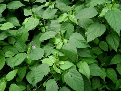 Image de Acalypha ornata Hochst. ex A. Rich.