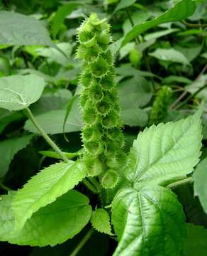 Image de Acalypha ornata Hochst. ex A. Rich.