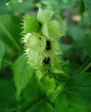 Imagem de Acalypha ornata Hochst. ex A. Rich.