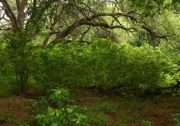 Imagem de Acalypha pubiflora (Klotzsch) Baill.