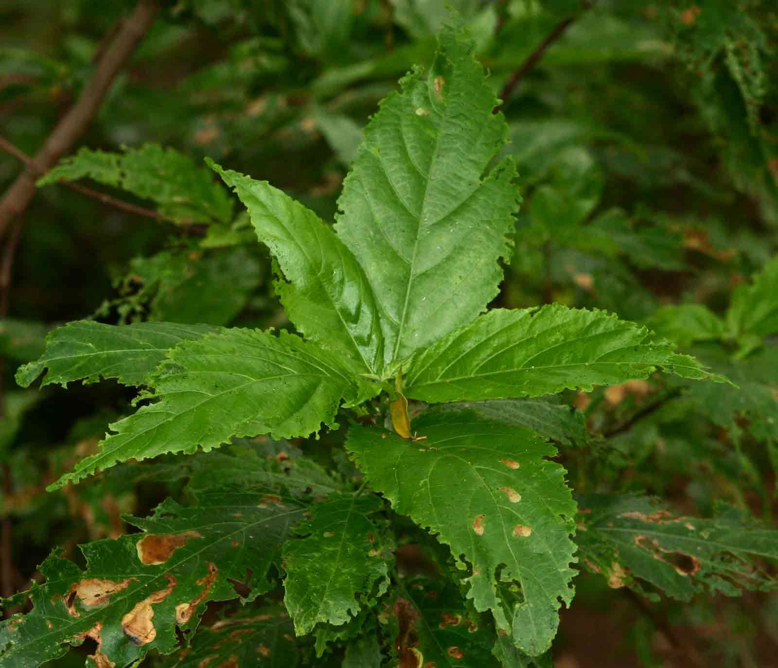 Imagem de Acalypha pubiflora (Klotzsch) Baill.