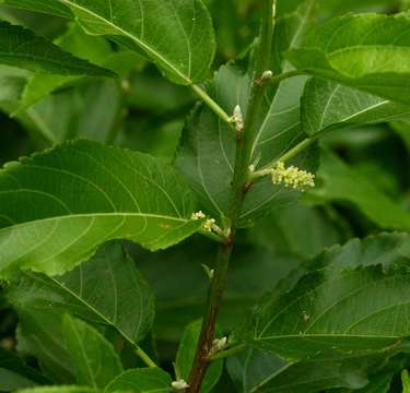 Acalypha pubiflora (Klotzsch) Baill. resmi