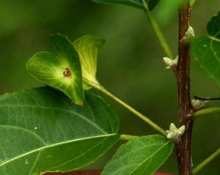 Imagem de Acalypha pubiflora (Klotzsch) Baill.