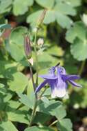 Image of fan columbine