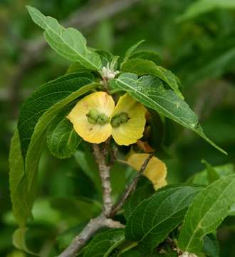 Acalypha pubiflora (Klotzsch) Baill. resmi