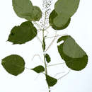 Image of <i>Acalypha racemosa</i> Baill.