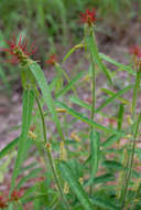 Image of Heart-leaved Brooms and Brushes