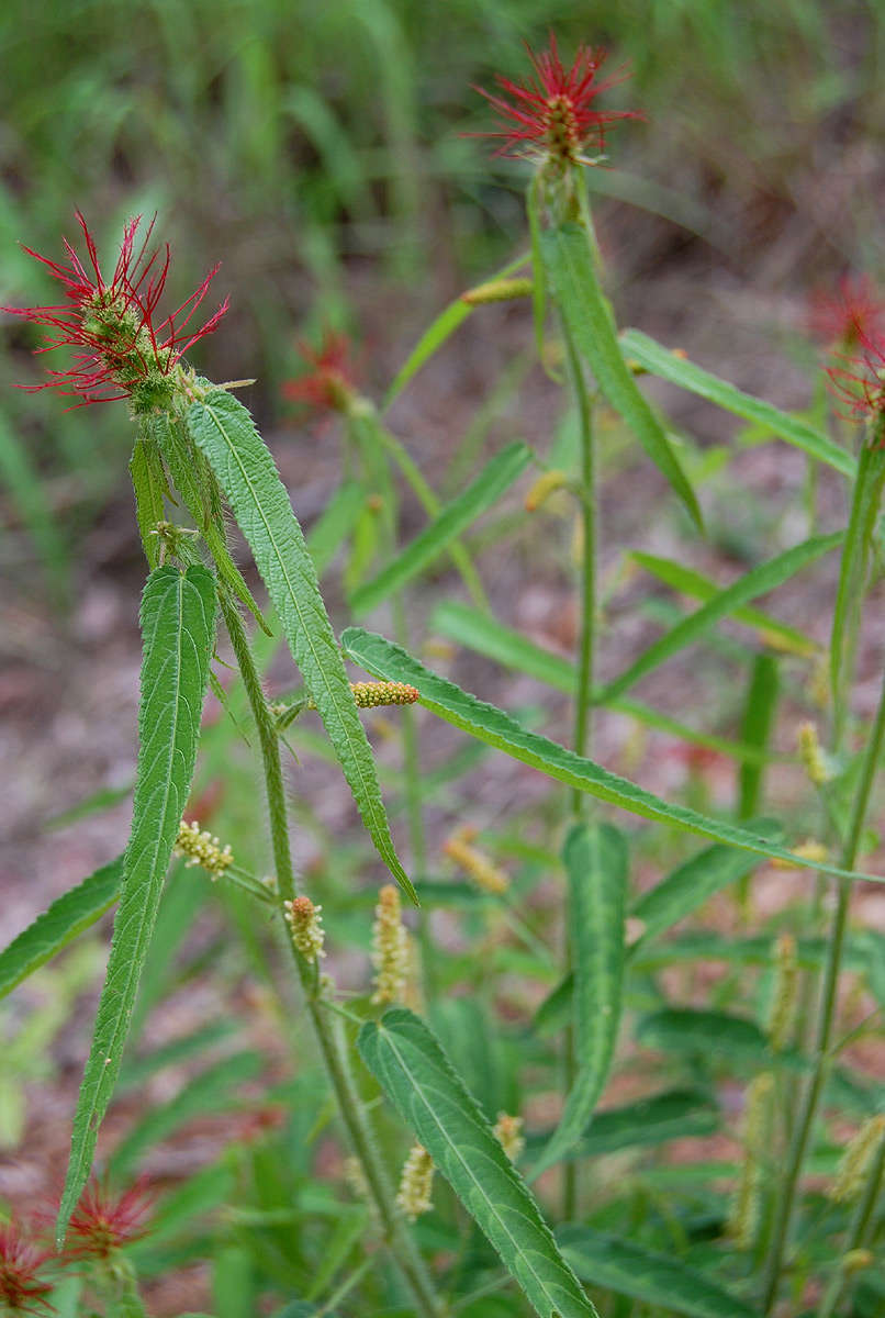 Image of Heart-leaved Brooms and Brushes