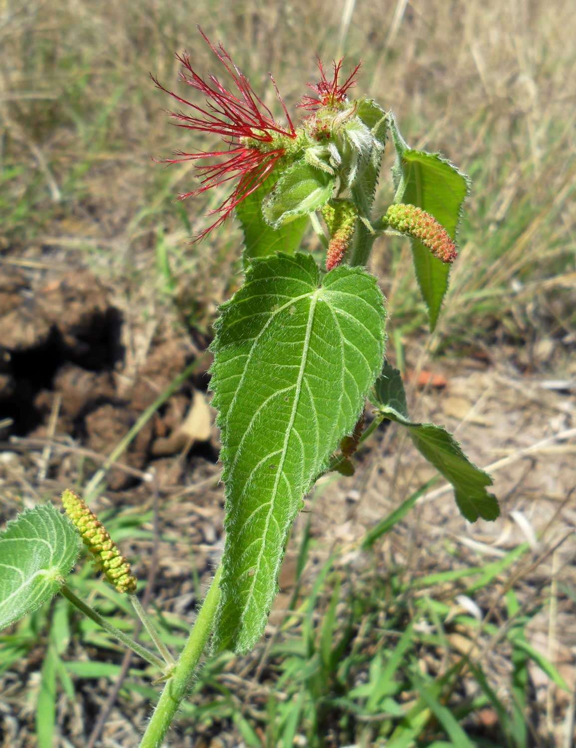 Image of Heart-leaved Brooms and Brushes