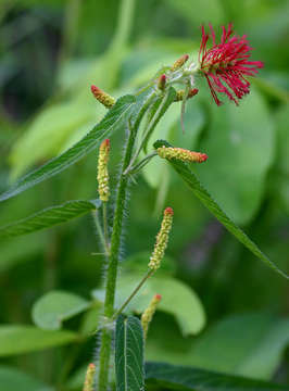 Imagem de Acalypha brachiata Krauss