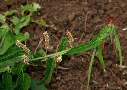 Imagem de Acalypha brachiata Krauss