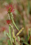 Image of Heart-leaved Brooms and Brushes