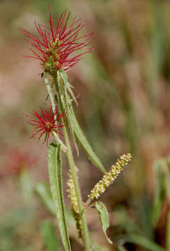 Imagem de Acalypha brachiata Krauss