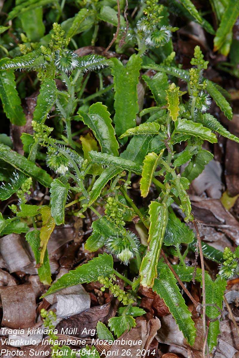 Image of Tragia kirkiana Müll. Arg.