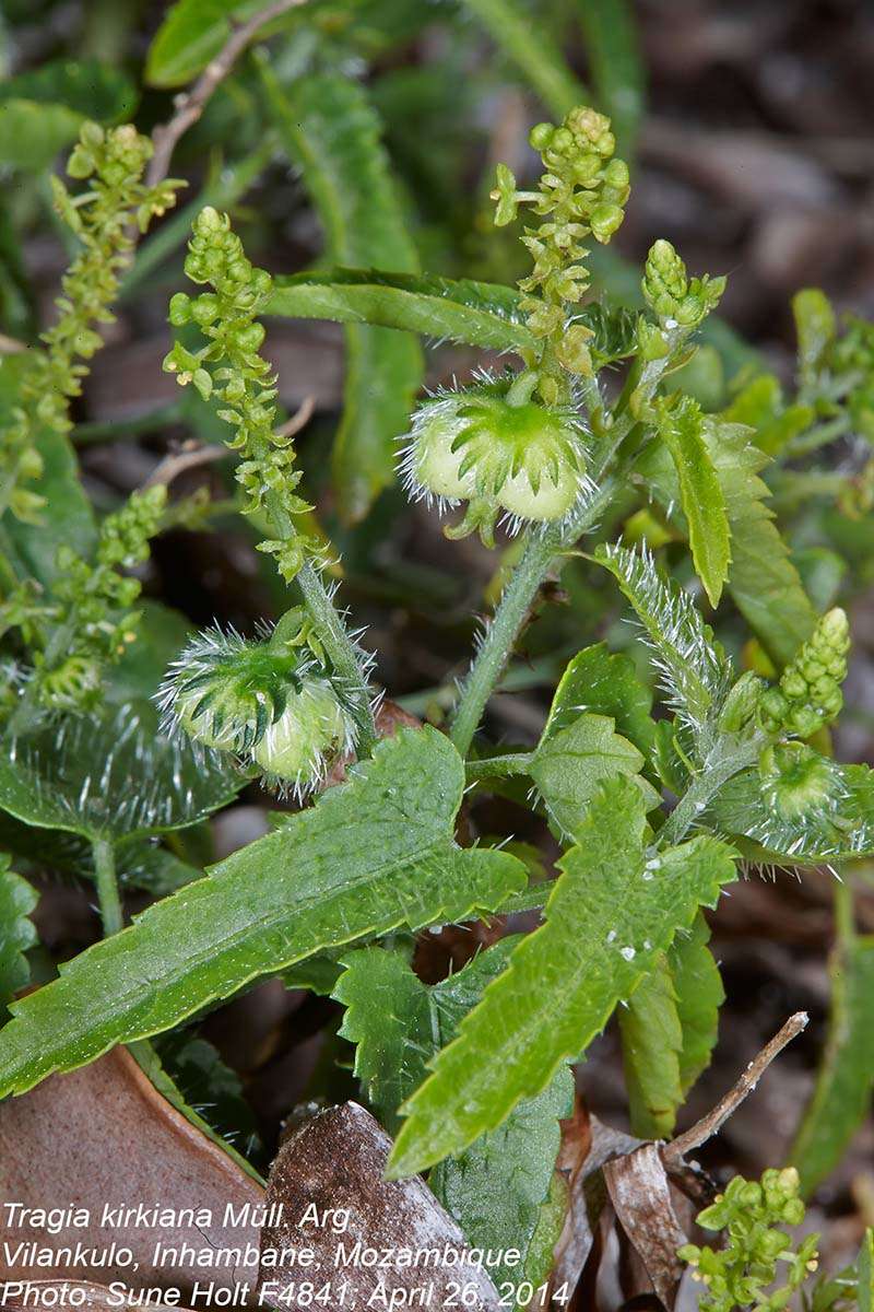 Image of Tragia kirkiana Müll. Arg.