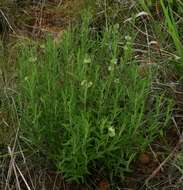 Image of Tragia mazoensis Radcl.-Sm.