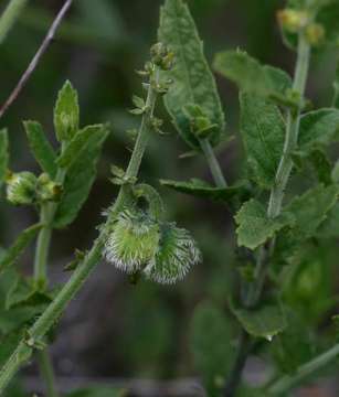 Image of Tragia mazoensis Radcl.-Sm.