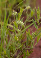 Image of Tragia mazoensis Radcl.-Sm.