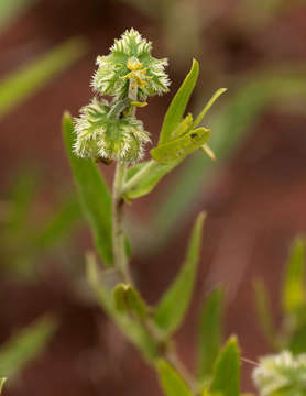 Image of Tragia mazoensis Radcl.-Sm.