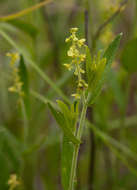 Image of Tragia mazoensis Radcl.-Sm.