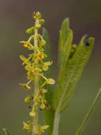 Image of Tragia mazoensis Radcl.-Sm.