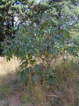 Image of Castor-oil plant
