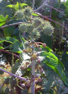 Image of Castor-oil plant