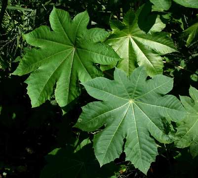 Image of Castor-oil plant