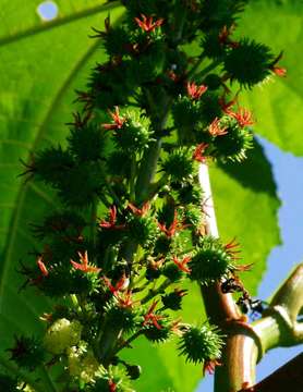 Image of Castor-oil plant