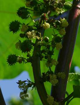 Image of Castor-oil plant