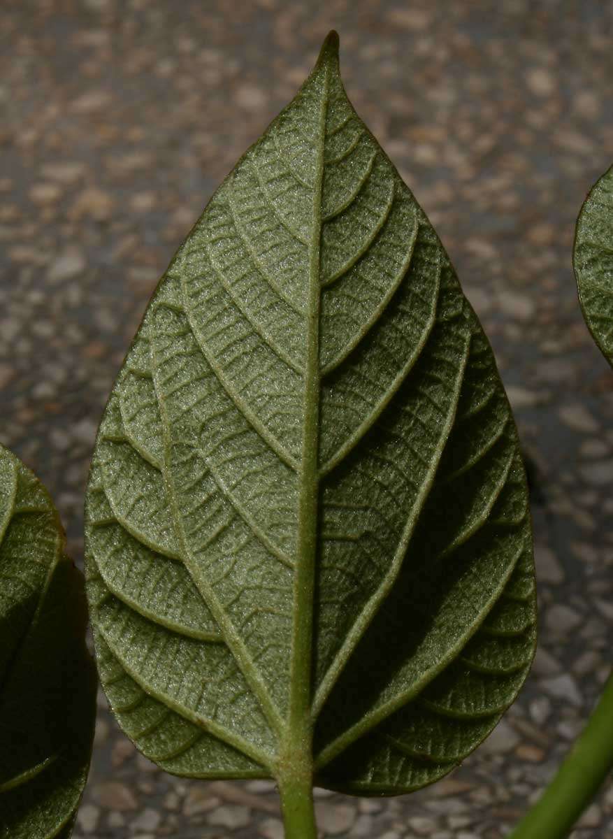 油桐屬的圖片