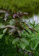 Imagem de Jatropha gossypiifolia L.