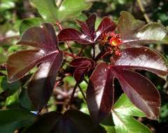 Imagem de Jatropha gossypiifolia L.