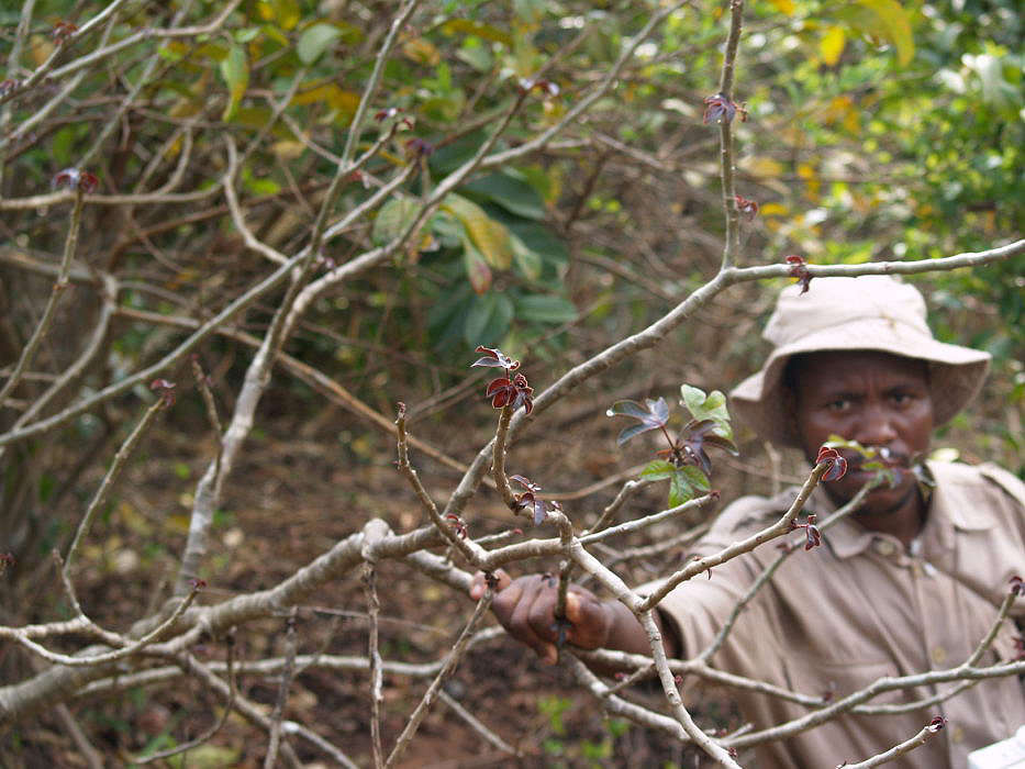 Plancia ëd Jatropha gossypiifolia L.