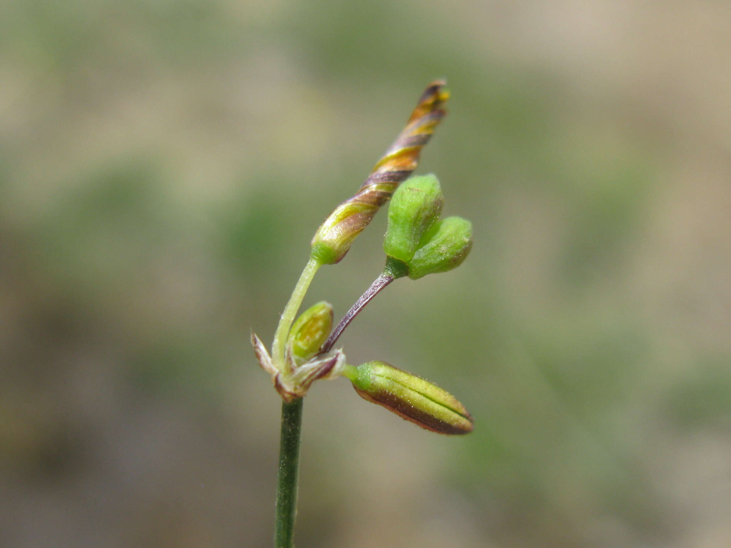 Image of Tricoryne elatior R. Br.