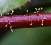 Imagem de Jatropha gossypiifolia L.