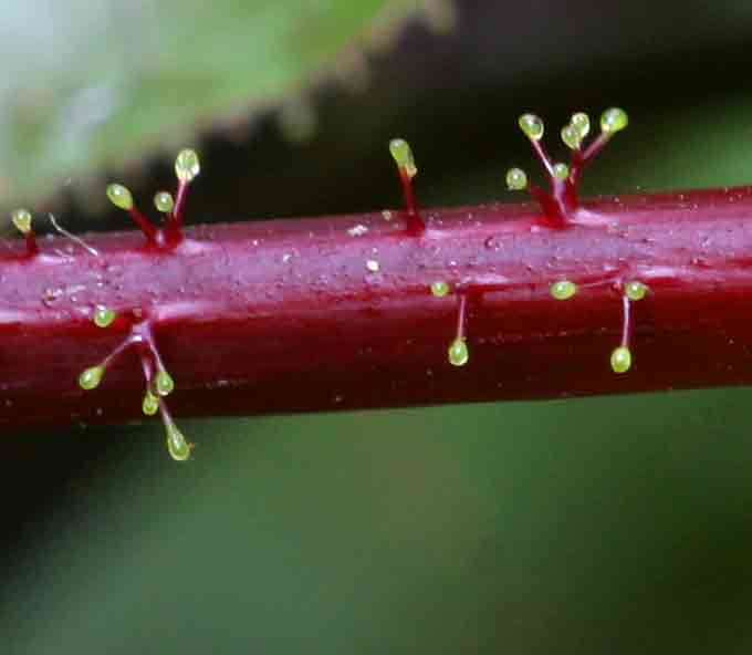 Imagem de Jatropha gossypiifolia L.