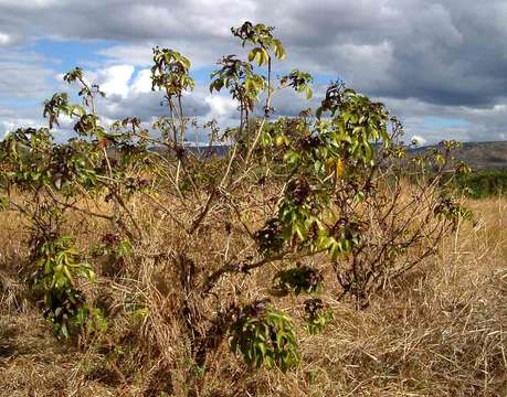 Image of bellyache bush