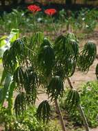 Plancia ëd Jatropha multifida L.