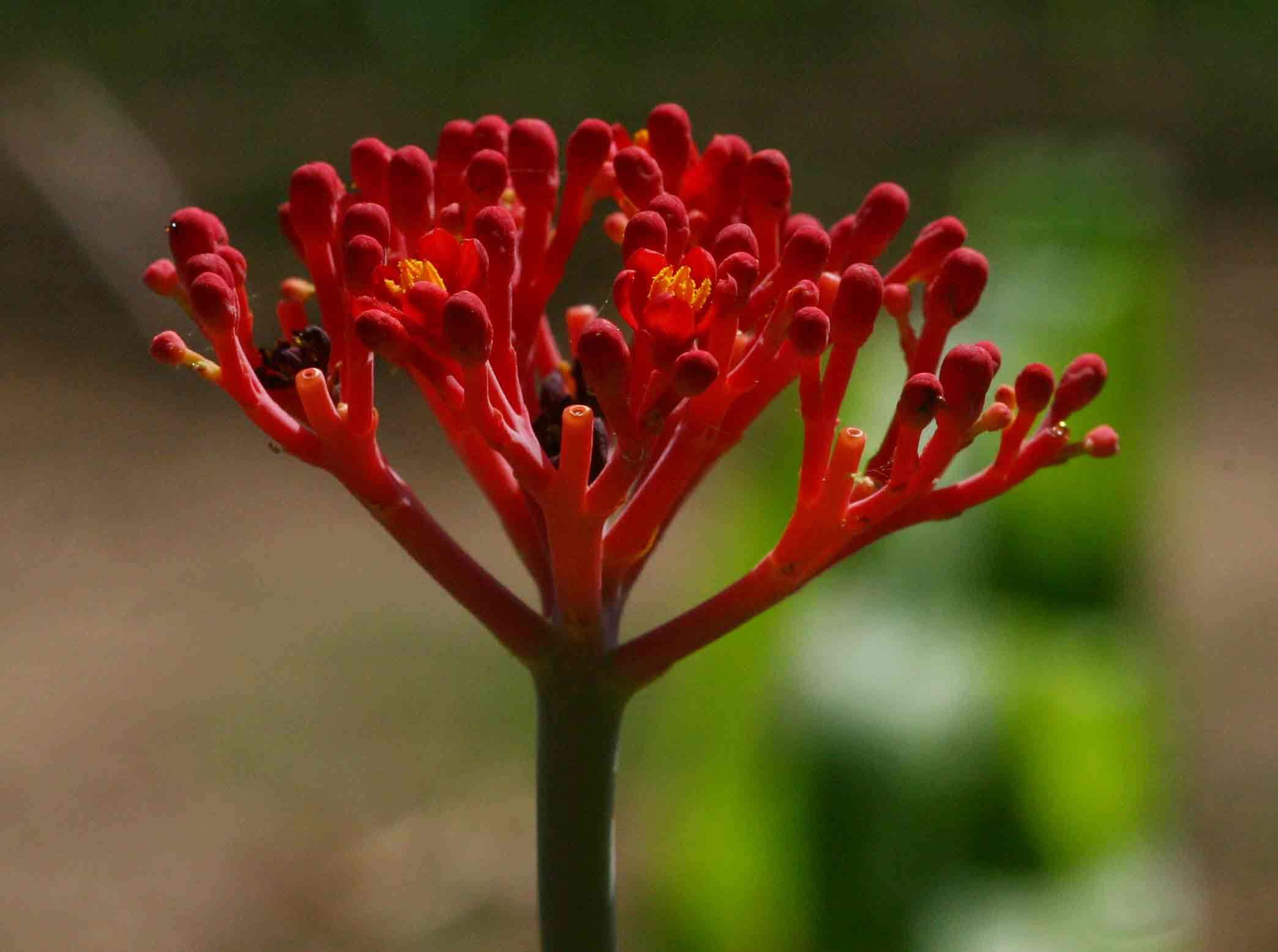 Plancia ëd Jatropha multifida L.