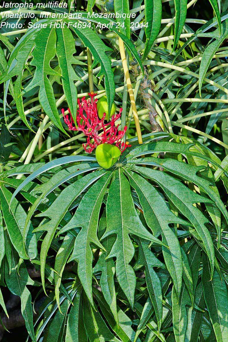 Plancia ëd Jatropha multifida L.