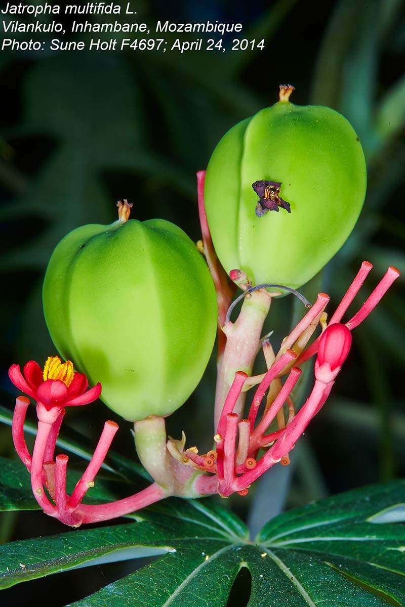 Plancia ëd Jatropha multifida L.