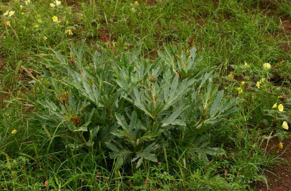 Image of Jatropha schlechteri Pax