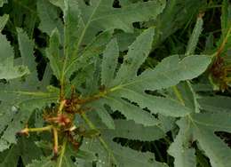 Image of Jatropha schlechteri Pax