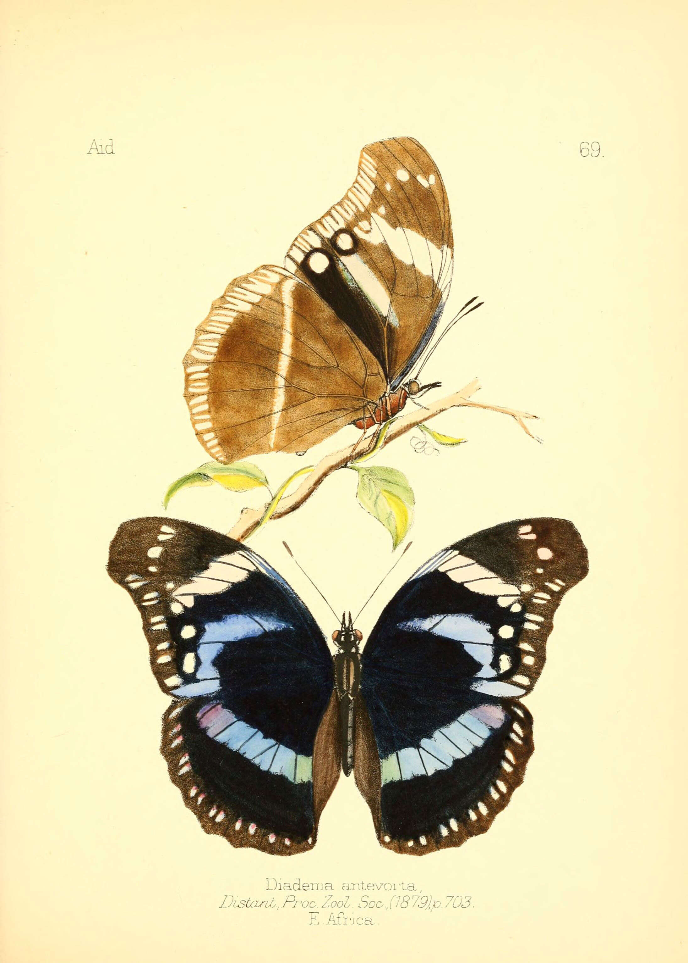 Image of Hypolimnas antevorta Distant 1879