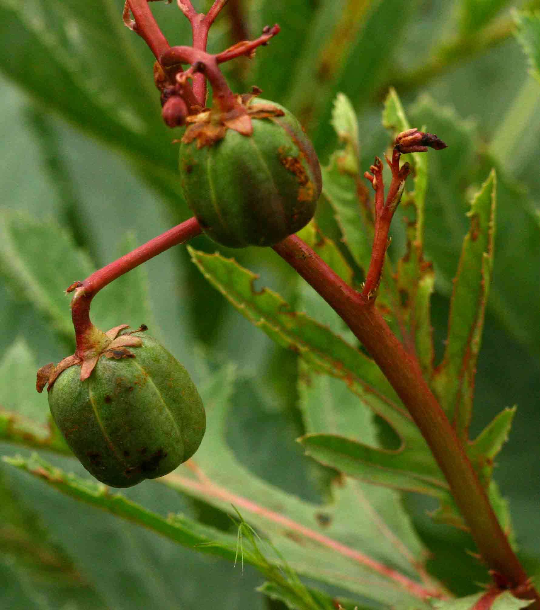 Image of Jatropha schlechteri Pax