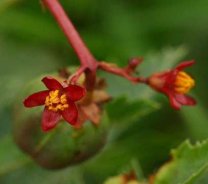 Image of Jatropha schlechteri Pax