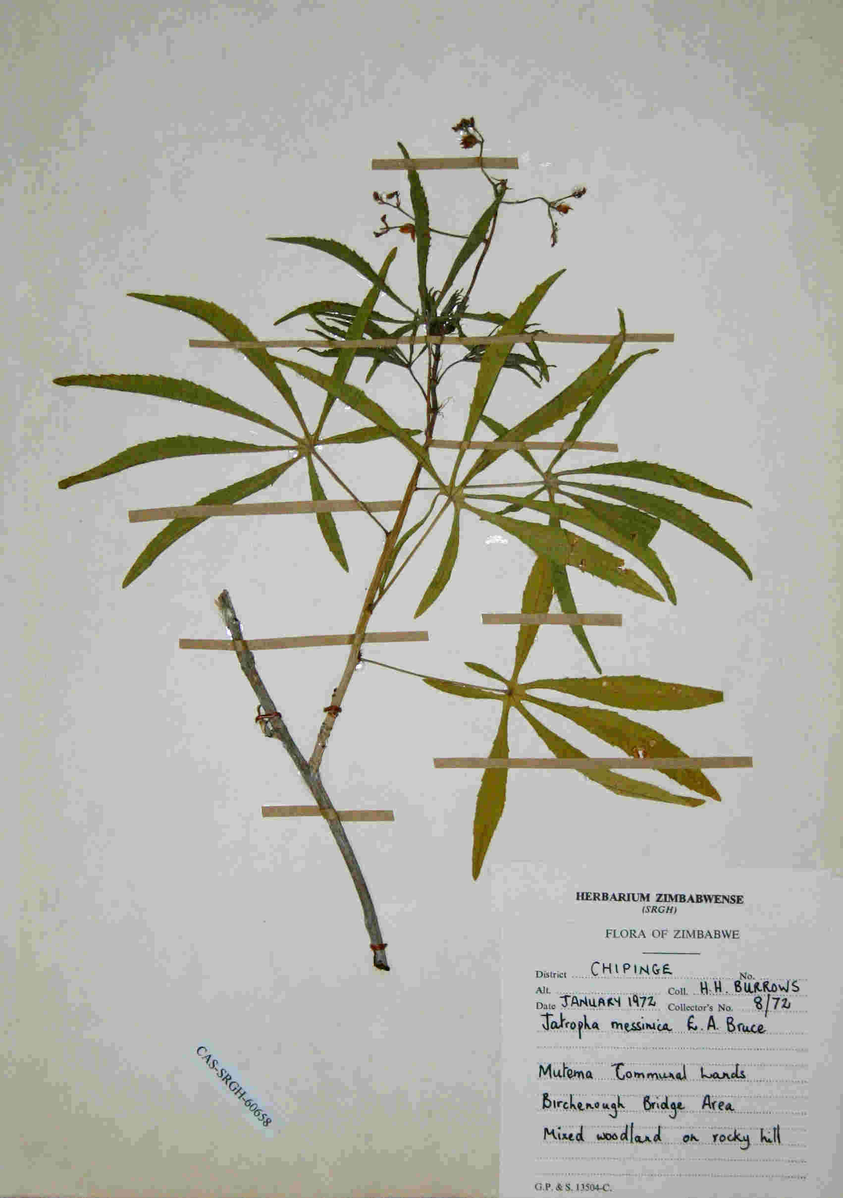 Image of Jatropha spicata Pax